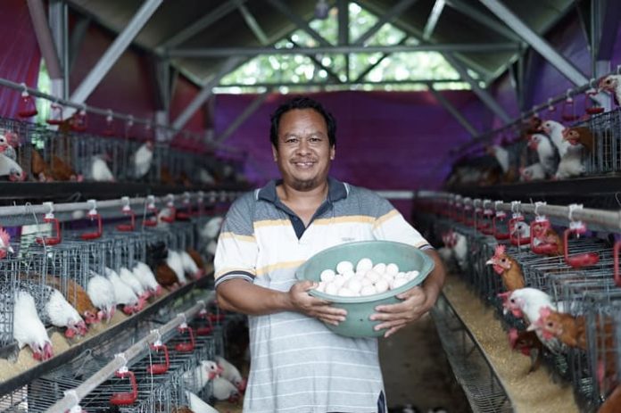 Budi-Daya-Telur-Ayam-Arab_4