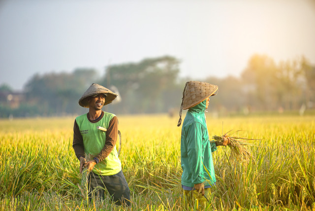 profil petani