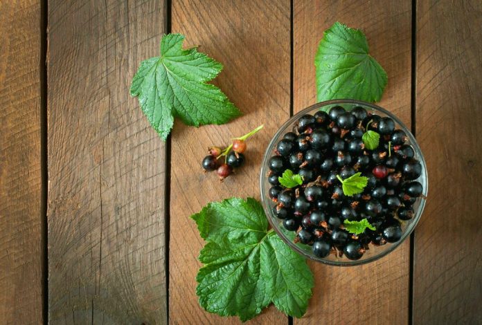 Elderberry, beri, berry