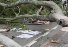 Pohon Tumbang Saat Cuaca Ekstrem, Satu Pengendara Meninggal di Bogor