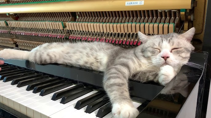 hewan suka musik