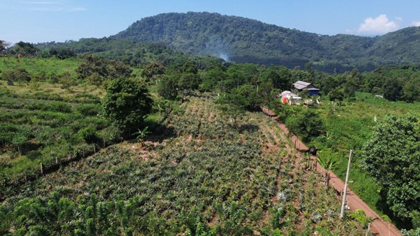lahan nanas di cijambe subang
