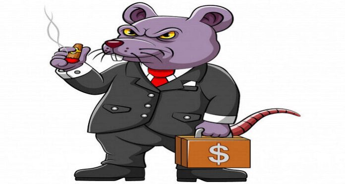 tikus_gendut-700x375