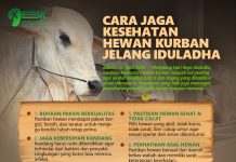 Cara Jaga Kesehatan Hewan Kurban Jelang Iduladha