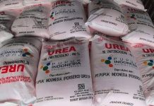 Perang di Timteng, Harga Pupuk Melonjak