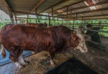 Tanggapan MUI soal Sapi Kurban Prabowo dari APBN