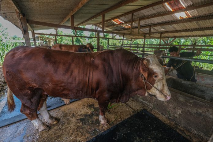 Peternak mengikat sapi kurban jenis simental berbobot 1,1 ton bantuan Presiden Prabowo Subianto di Desa Pombulaa Jaya, Kabupaten Konawe Selatan, Sulawesi Tenggara, Minggu (24/5/2026).
