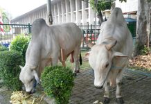 Antrean Kurban di Istiqlal Ditiadakan, Ini Penjelasan Menag