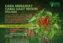 Cara Merawat Cabai saat Musim Hujan