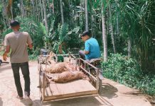 Dompet Dhuafa Salurkan Kurban untuk 800 Penyintas Banjir Bandang di Aceh Utara