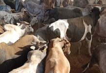 1.500 Sapi di Safaga Farm Siap Disalurkan untuk Program Kurban bagi Palestina