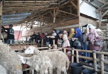 Dompet Dhuafa Ajak Donatur Pilih Langsung Hewan Kurban lewat Jelajah Kandang