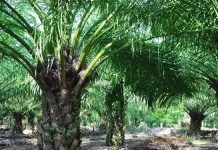 Petani Sawit Tolak Ekspor Lewat BUMN, Khawatir Harga TBS Anjlok