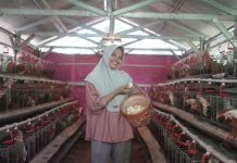 Kisah Nur Hasanah, Mantan Perajin Payet yang Sukses Beternak Ayam Arab