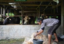Program Kampung Ternak Dompet Dhuafa Ubah Hidup Warga Desa Ampuah Lumpo