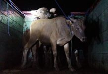 Warga Pulau Buru Tumpah Ruah Sambut Sapi Kurban di Malam Iduladha