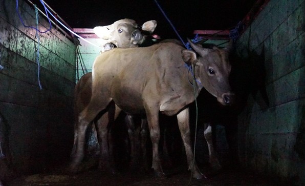 Sapi-Kurban-Pulau-Buru-1