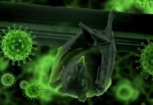 Wabah Virus Ebola Muncul Lagi di Afrika
