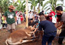 Hukum Memberi Upah Juru Sembelih dengan Daging Kurban Menurut Ulama