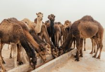 Pertama di THK 1447 H, Dompet Dhuafa Buka Program Kurban Unta di Somalia