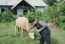 THK Dompet Dhuafa Hadirkan Keberkahan Ganda bagi Peternak dan Warga Pulau Buru