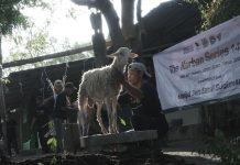 Tim THK Dompet Dhuafa Susuri Medan Terjal untuk Antar Kurban Amanah MJS ke Pelosok Situbondo