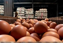 Harga Telur Anjlok, Gegara MBG Libur?