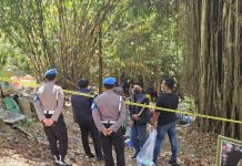 Di Balik Kasus Pencuri Ayam Tewas di Tabanan, Ayam Aduan Ternyata Bernilai hingga Rp 5 Juta