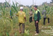 Terapi Bertani LPM Dompet Dhuafa Bantu Pulihkan Kepercayaan Diri Disabilitas Mental