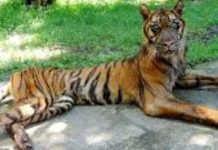 Kasus Korupsi Eks Dirut Mencuat, Kebun Binatang Surabaya Tanggapi Soal Perawatan Satwa