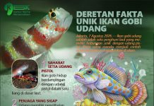 Deretan Fakta Unik Ikan Gobi Udang