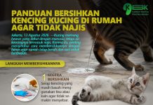 Panduan Bersihkan Kencing Kucing di Rumah Agar Tidak Najis