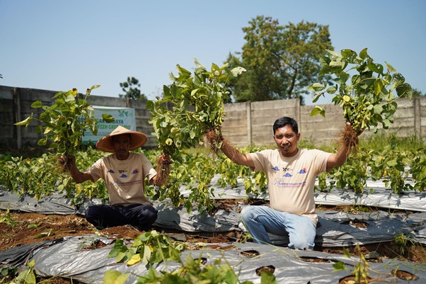 Penerima-manfaat-greenhouse-PTGL-4