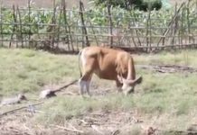Melihat DD Farm di Manggarai Timur NTT, Optimalkan Pontensi Daerah