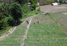 NTT Juga Punya Produksi Bawang Merah, Apa Bedanya dengan Sawah di Jawa?