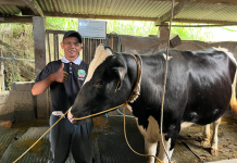 Dompet Dhuafa Bantu Sarju Bangkit Setelah Kehilangan Sapi akibat PMK