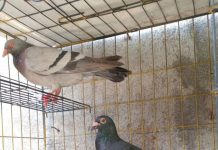 Flu Musiman Naik, Kemenkes Minta Pemilik Ayam Tetap Waspada H5N1