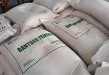 33 Juta Orang akan Dapat Bansos Masing-masing 30 Kg Beras