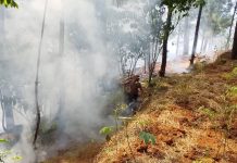 Bakar Sampah Diduga Picu Kebakaran 5 Hektare Lahan di Kebumen